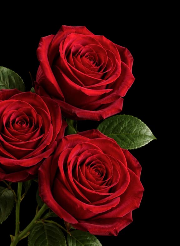 flower-2