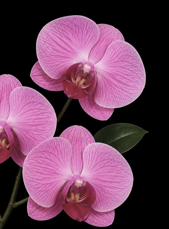 flower-3
