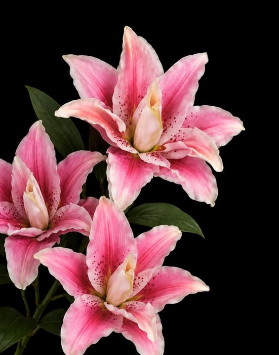 flower-4