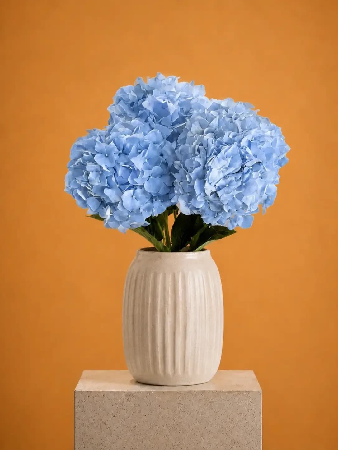 Chinese Hydrangea