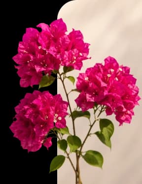 China flowers