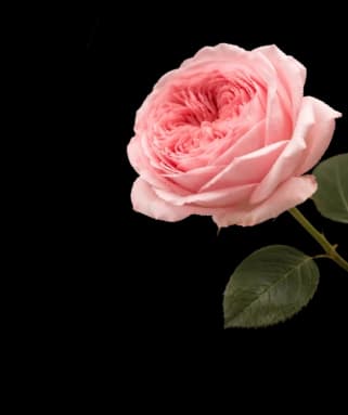 flower-mobile-3