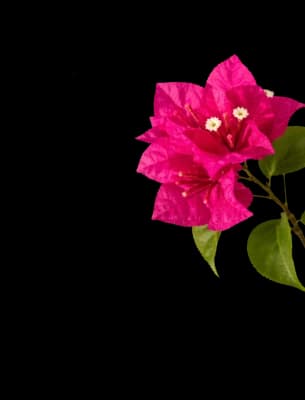 flower-mobile-4