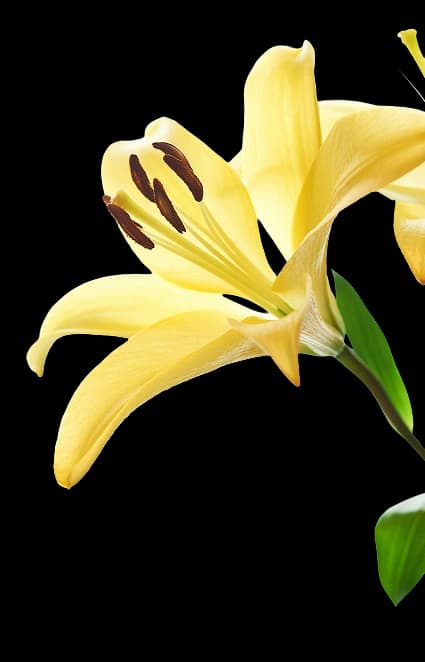yellow-flower