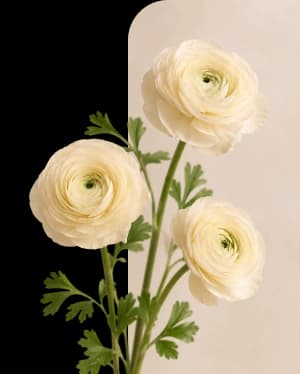 New Zealand flowers
