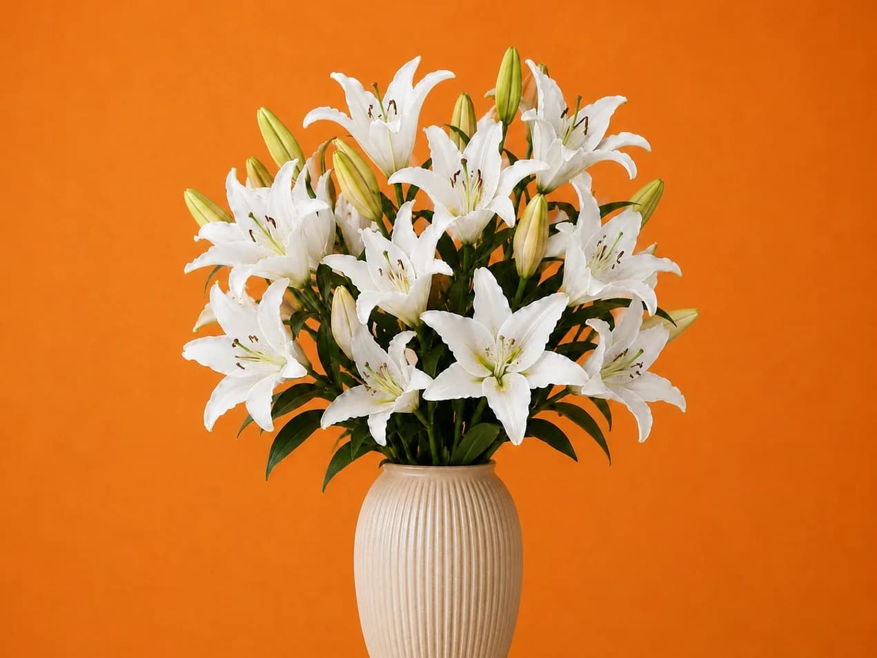 Lillies